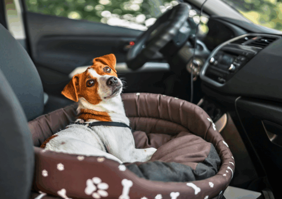 Road Trip Ready? Traveling Safely with Your Dog This Summer